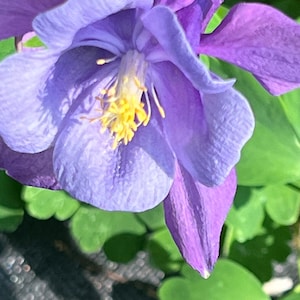 Columbine Blue seed 25