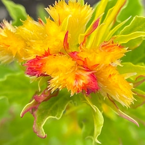 May include: Close-up of a yellow and red flower with a fuzzy texture. The flower is in bloom and has a bright, vibrant color.