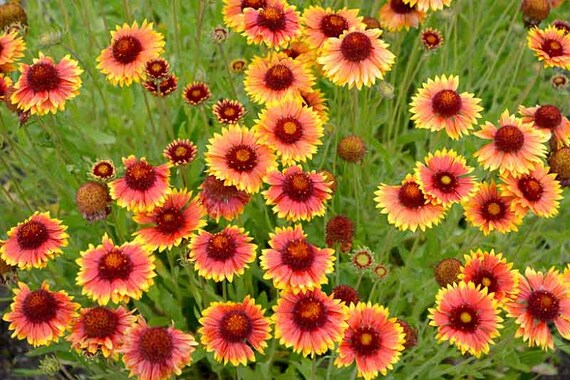 Gaillardia Indian Blanket Wild Flower Pure Seed 100 Etsy Sweden