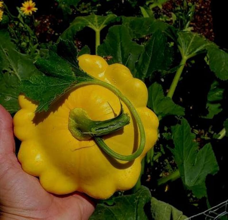 TattooGardener Lemon Sun Patty Pan Squash Seeds - Thumbnail 3