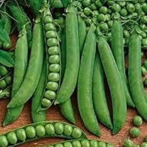 Pisello Mammoth zucchero fondente seme di pisello di neve cimelio 50