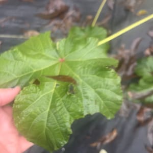 Okra Motherland heirloom seed 50