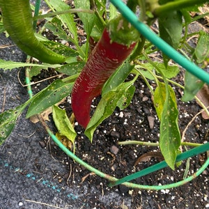 Pepper Kostadinov straited seed 10