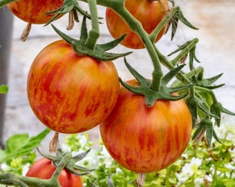 Nasiona trzmiela różowego pomidora heirloom 15