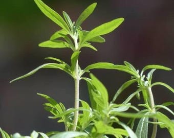 Summer Savory heirloom herb seeds