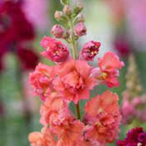 Snapdragon madame butterfly bronze flower seeds 50