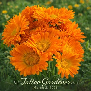 Alpha Organic Calendula Seeds
