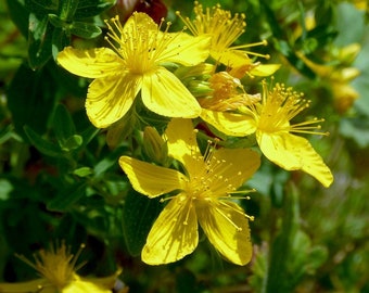 St.Johns Wort Seed 25