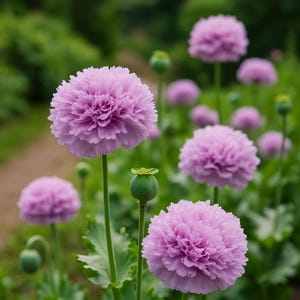Lilac Pompom Poppy heirloom flower seed 30 image 1