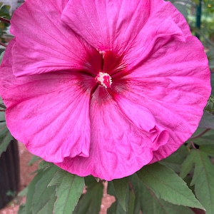 Hibiscus summerfic Berry Awesome seed 5
