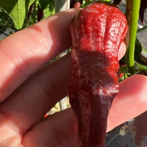Pfeffer Chili scharfe Paprika Samen 10