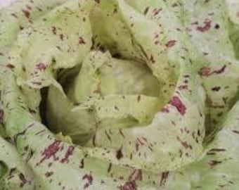 castelfranco heirloom  seeds 50