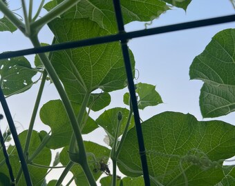 May include: A close-up view of a green vine growing up a black metal trellis. The vine has large, green leaves and is growing towards the blue sky.