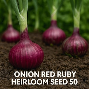 May include: Close-up of red onions with green stalks emerging from dark soil. The text "ONION RED RUBY HEIRLOOM SEED 50" is displayed at the bottom. These heirloom seeds are perfect for growing your own fresh produce.