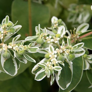 Euphorbia Blumensamen 50er Bergschnee Euphorbia