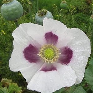 Poppy Blue Moon Poppy seeds 25