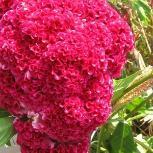 Celosia Cockscomb Giant Indiana Heirloom seeds 25
