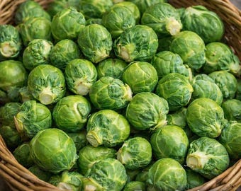 Semillas de coles de Bruselas de Long Island 100