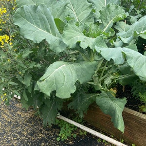 Broccoli, purple magic seeds 25