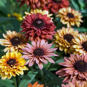 Rudbeckia Sahara seeds 50