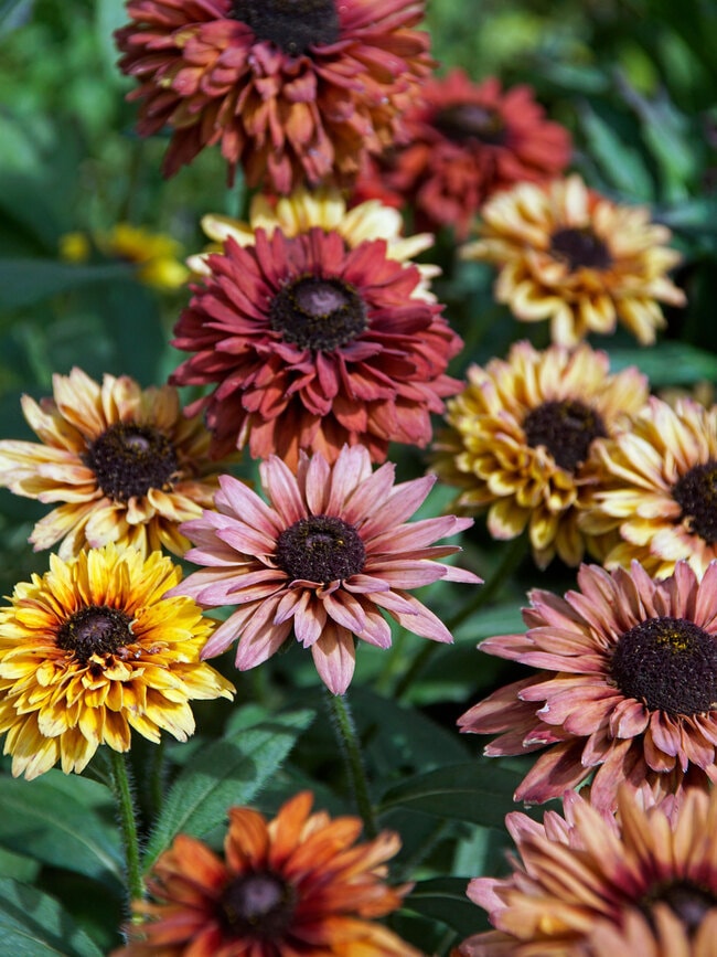 Rudbeckia seeds - Etsy 日本