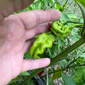 Pepper Chocolate Primotalii Super Hot Pepper seeds 10