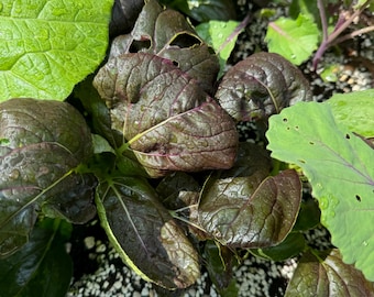 Bok choy Asian Greens Rosie vegetable seeds 100