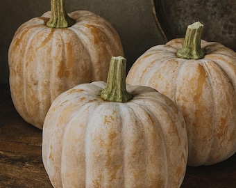 Autumn Frost, winter squash seeds Count 20 heirloom pumpkin