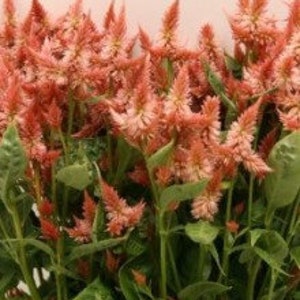 Celosia Celway Terracotta seed 25