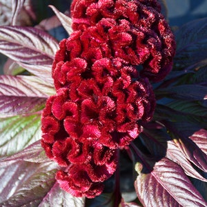 Celosia Dracula flower seeds 50