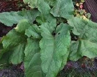 Burdock  burdock Gobo  seeds 20