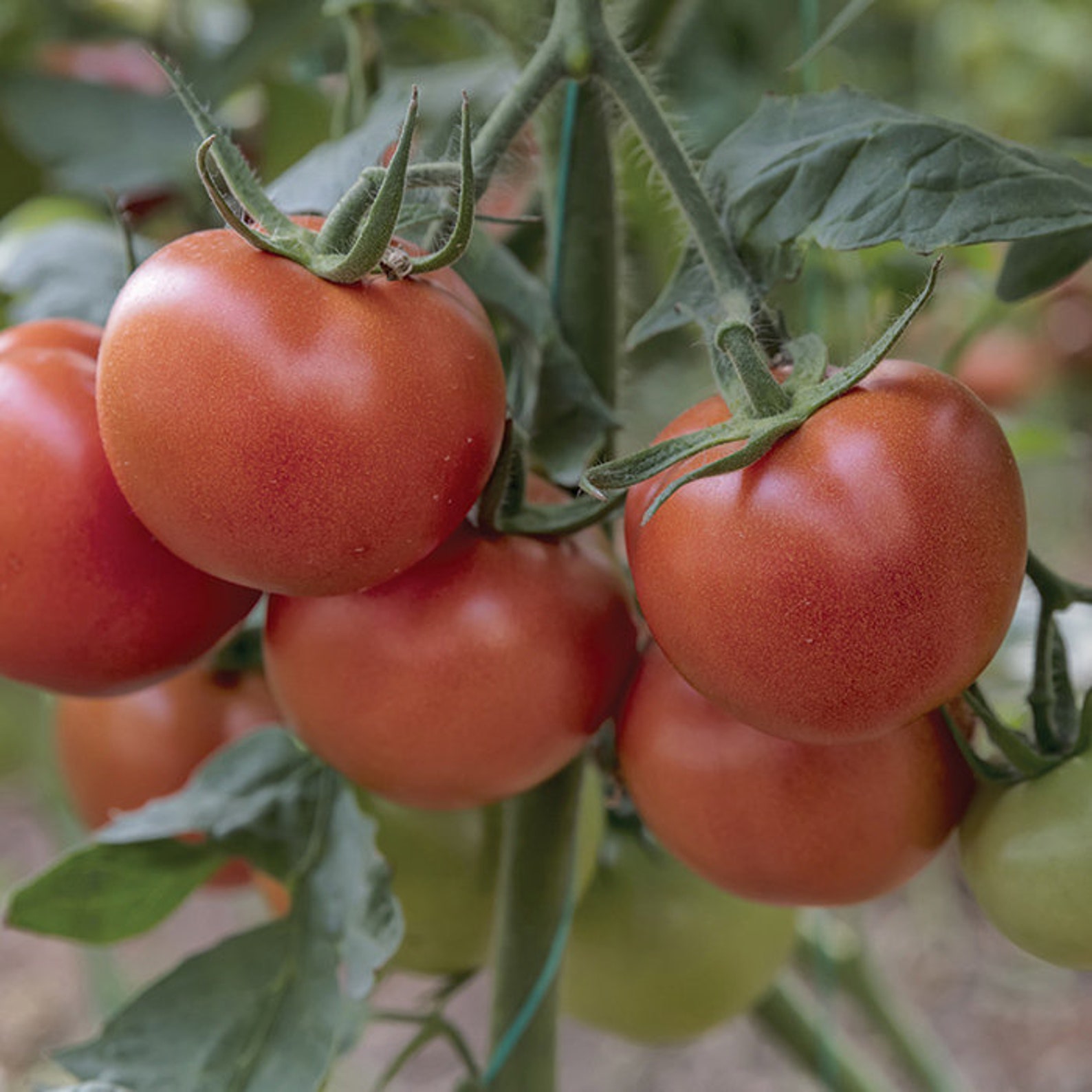 4th of july tomato seeds
