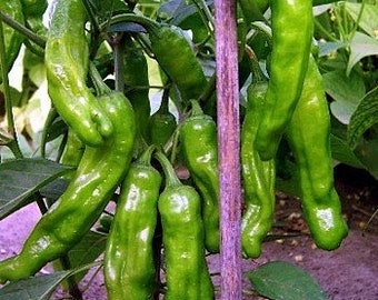 Pepper Shishito Pepper seeds 15