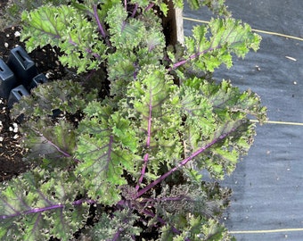 Può includere: Primo piano di una pianta di cavolo riccio verde e viola vibrante che cresce in un vaso di legno. La pianta ha foglie grandi e arricciate con una tonalità viola intenso lungo i bordi.