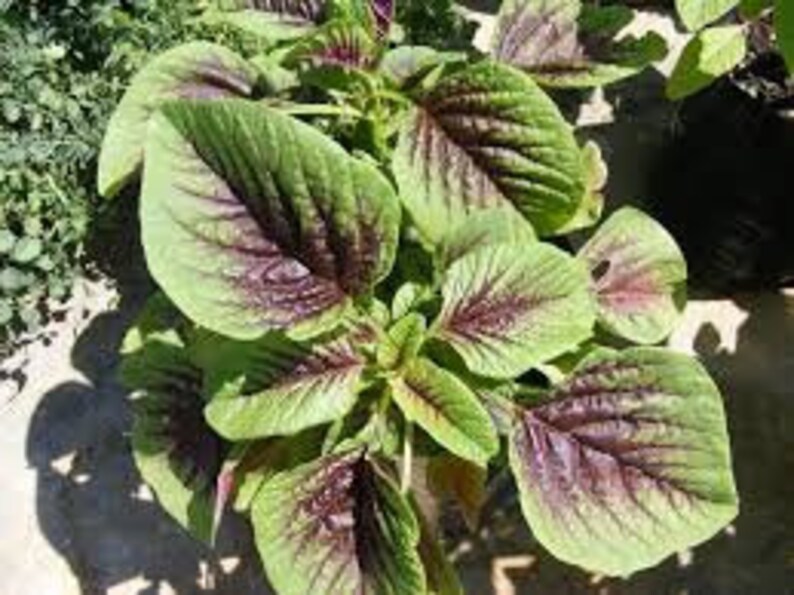 Spinach Amaranth Chinese Multicolor Heirloom Seeds 25 Etsy