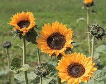Sunflower Sonja seed 25