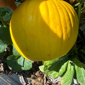 Pumpkin lemon sun pumpkin seeds. 10