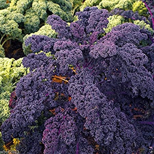 Kale scarlet Red veined Ruffled heirloom seeds 50