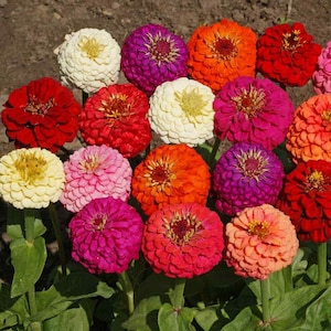 Zinnia Poppy Cupido mix erfstukzaden 50