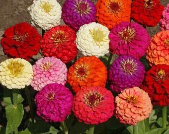 Zinnia Poppy Cupid mix heirloom seeds 50