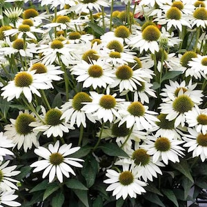coneflower Echinacea Pow Wow flower seed 50