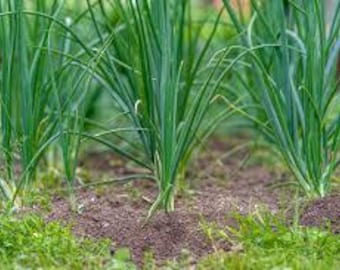 Nasiona szczypiorku, sałatka heirloom 50