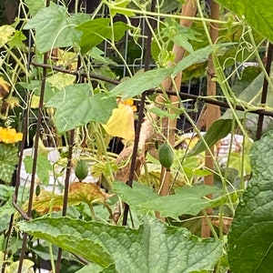 Cucumber Heirloom  Mexican Sour gherkin cucumber seeds 20