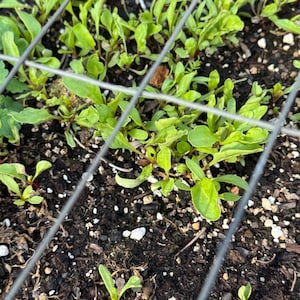 以下が含まれることがあります： 暗い土の中で育つ、鮮やかな緑色の若い葉の植物のクローズアップ。金網フェンスで部分的に隠されています。葉はわずかに丸みを帯びた形をしており、小さな白い石が点在しています。植物は屋外の庭にあります。