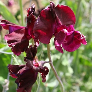 Sweet Pea Midnight  flower seed 25