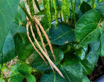 Black Eyed Peas Seed