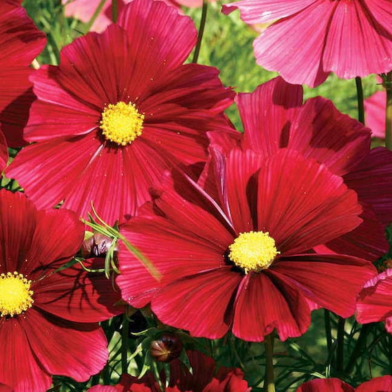 Cosmos Rubenza Flower Seeds 40 Etsy