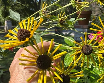 Rudbeckia Subtomento Harry Eilers zaden 25