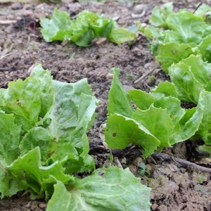 Endive Broadleaf( Escarole ) Heirloom seed 100