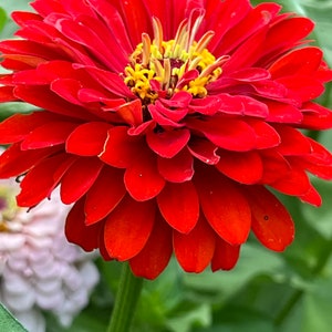 Zinnia Benary’s Giant Deep Red zinnia seeds 40